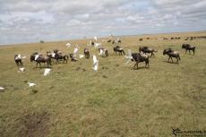 IMG 8414-Kenya, wildebeests and birds, Masai Mara